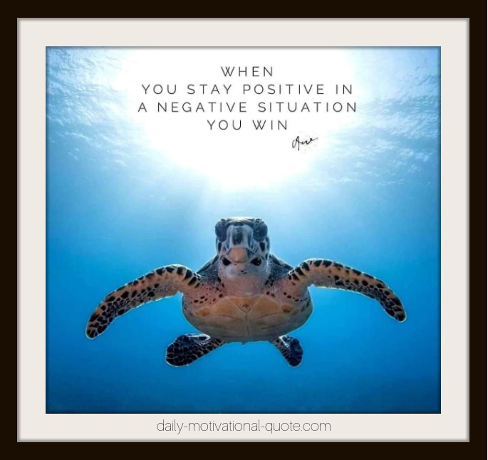 sea turtle quote